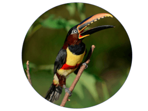 aracari