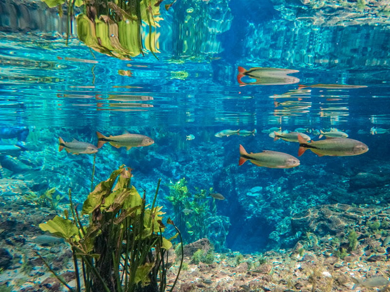 Nascente Azul - Bonito MS