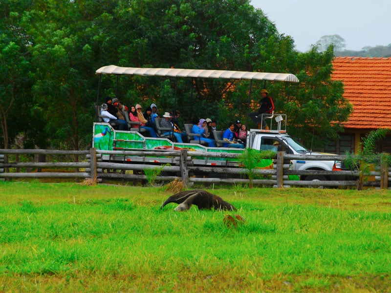 Safari Fotográfico Fazenda San Francisco